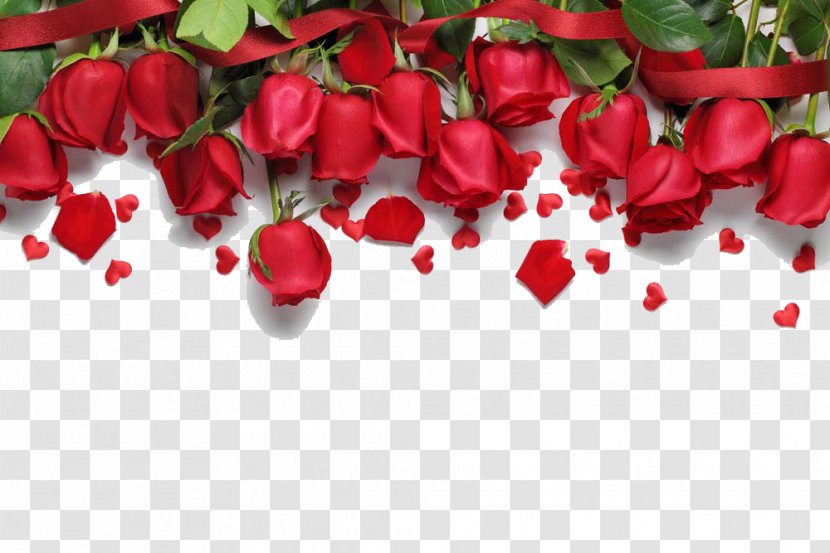 Love Song Romance Royalty-free - Flowering Plant - Red Roses Background Transparent PNG