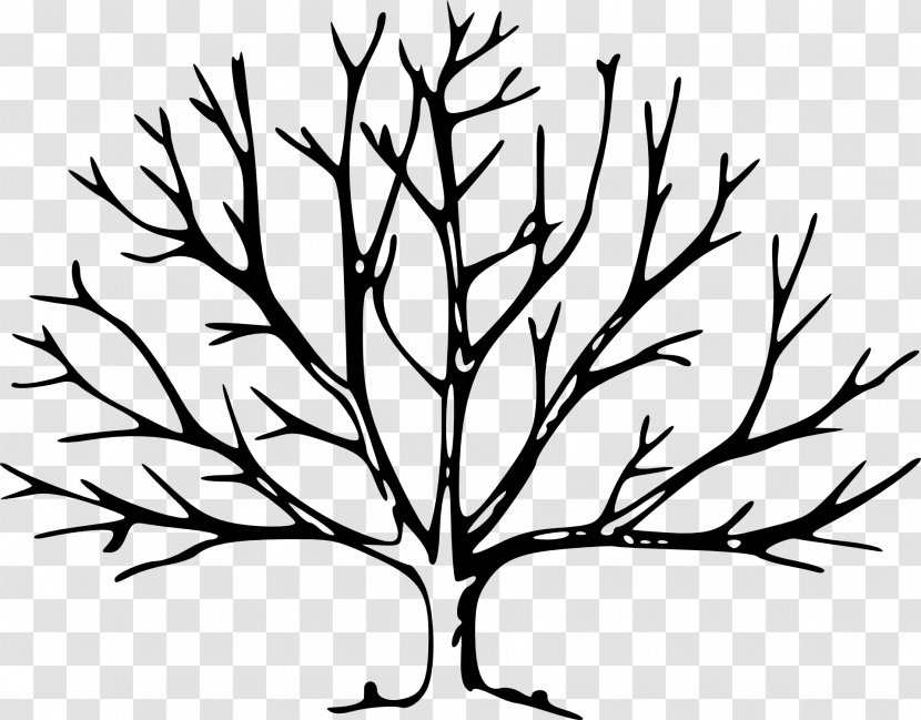 Trees For Kids Leaf Branch Clip Art - Tree Transparent PNG