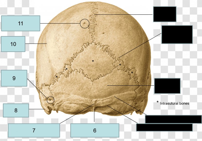 Occipital Bone Anatomy Sphenoid Temporal - Heart - Skull Transparent PNG