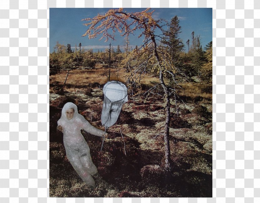 Plant Community Tree Landscape Stock Photography Transparent PNG