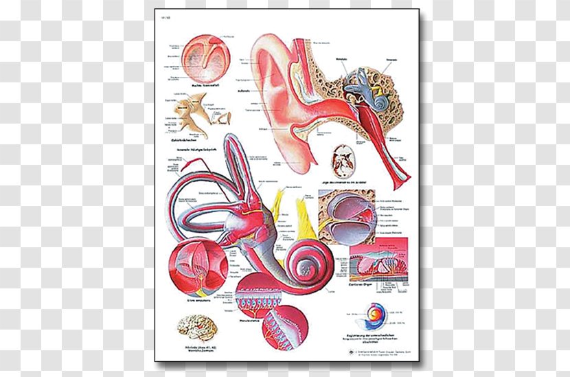 Diseases Of The Middle Ear 3B Scientific Human Anatomy - Cartoon - Chart, Laminated Version Conditions ChartEar Transparent PNG