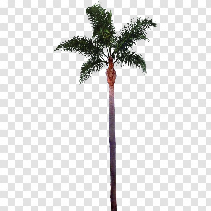Tree Arecaceae Clip Art - Plant - Palm Images Best Clipart Free Transparent PNG