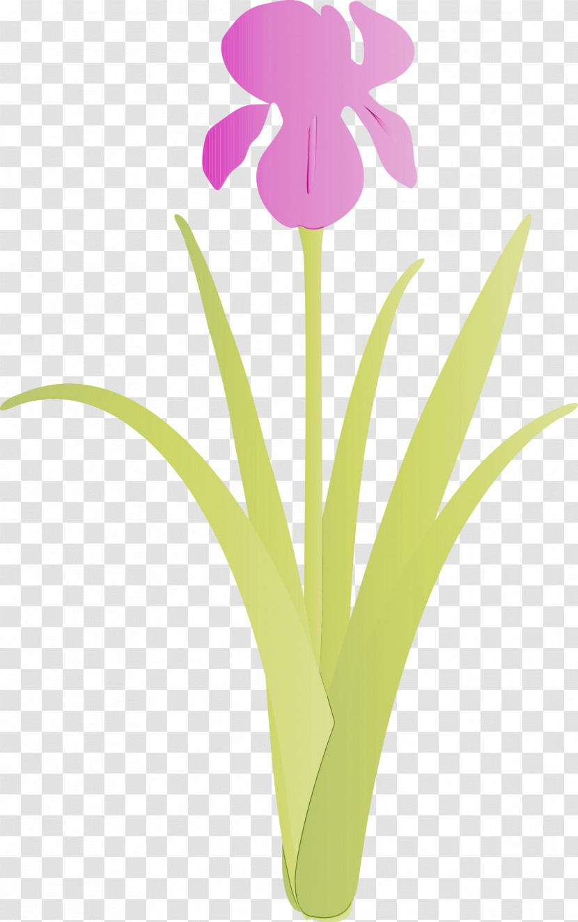 Flower Plant Petal Pedicel Iris Transparent PNG