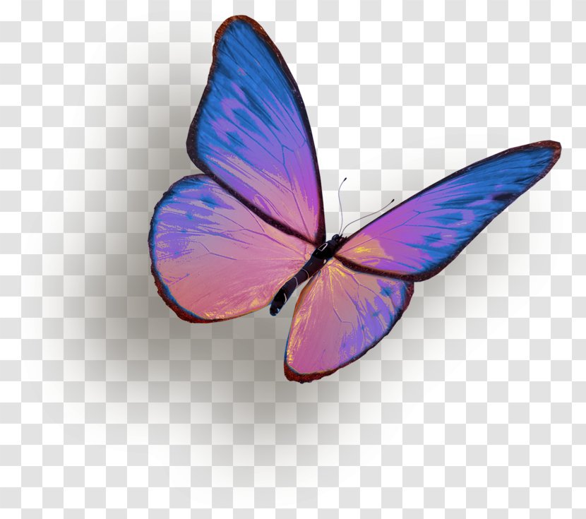 Butterfly Insect Clip Art - Transparency And Translucency - Purple Transparent PNG