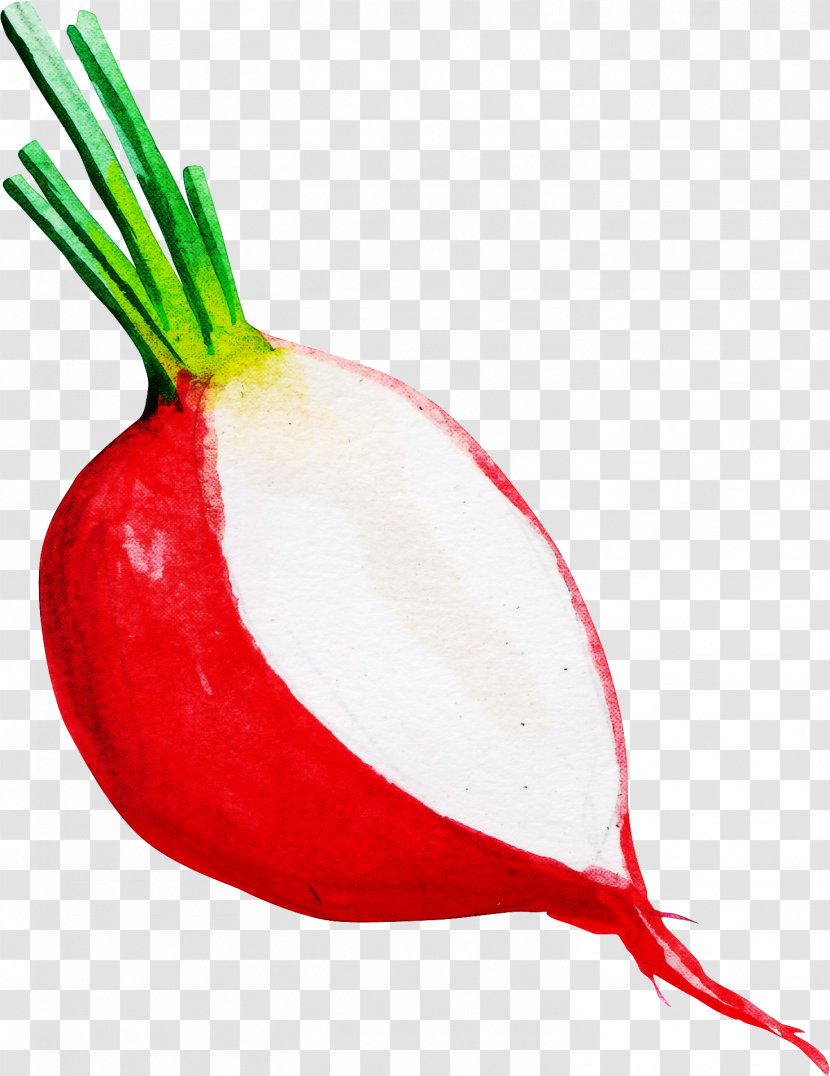 Onion Cartoon - Plant - Shallot Pearl Transparent PNG