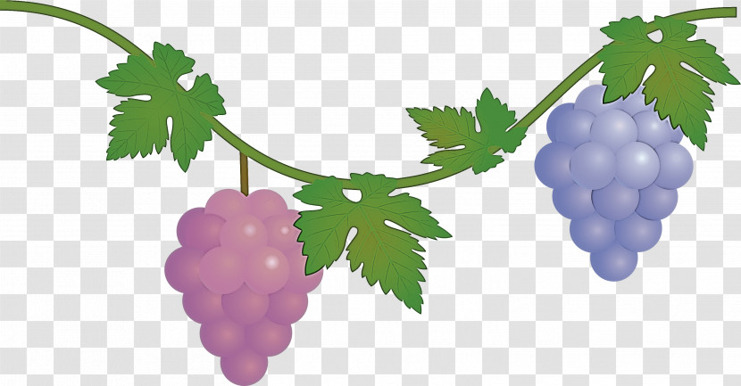 Grape Grapes Fruit Transparent PNG