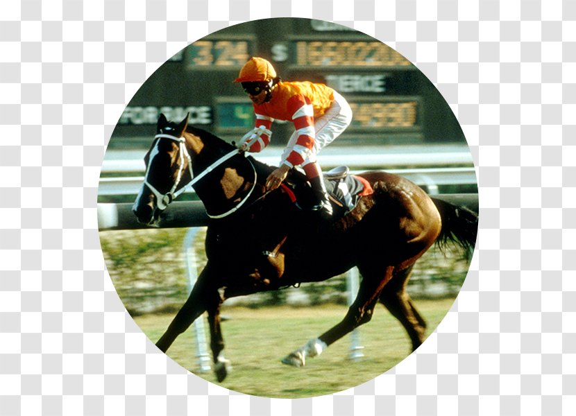 Horse Racing Hong Kong Jockey Club Derby - Like Mammal Transparent PNG