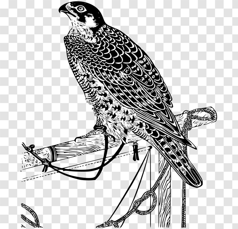 Falcon Clip Art - Drawing Transparent PNG