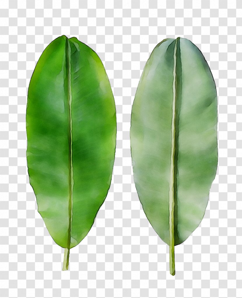 Fruit Plant Stem Leaf - Flower Transparent PNG