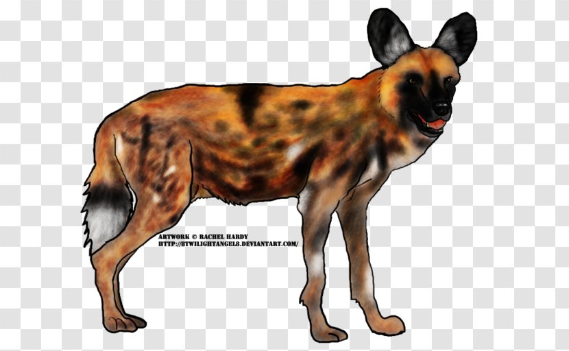 Dog Breed Dhole African Wild South Cheetah - Fur Transparent PNG