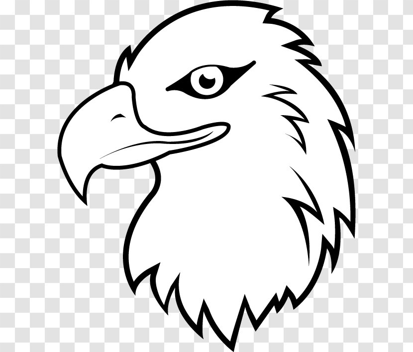 Bald Eagle White-tailed Clip Art - Line - White Cliparts Transparent PNG