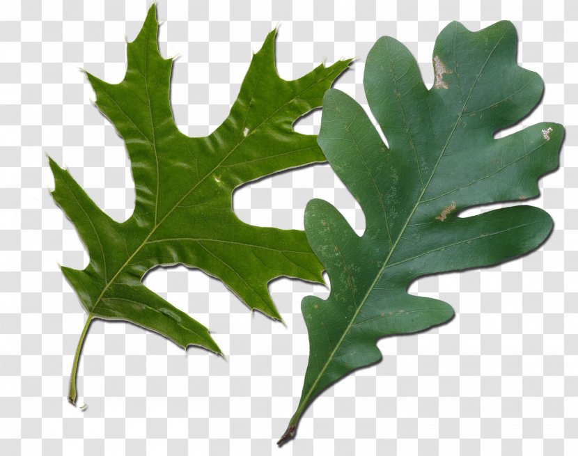 Northern Red Oak White Leaf Quercus Coccinea Tree - English Transparent PNG