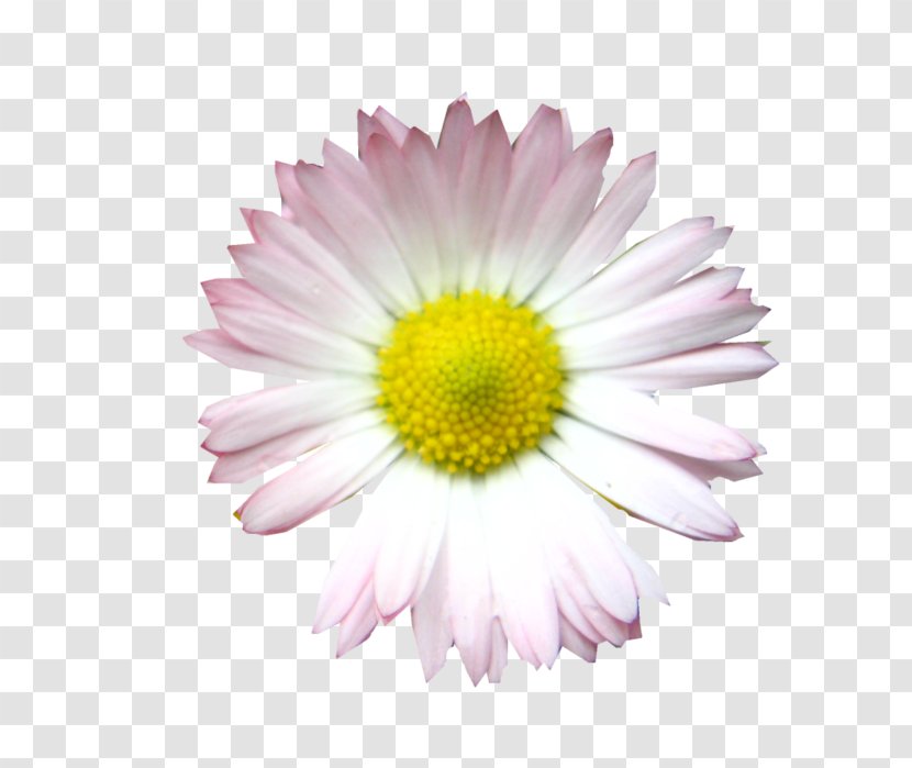 Common Daisy Oxeye Marguerite Chrysanthemum Transvaal Transparent PNG