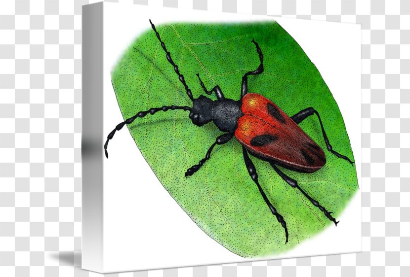 Beetle Drawing Art Illustrator - Imagekind Transparent PNG