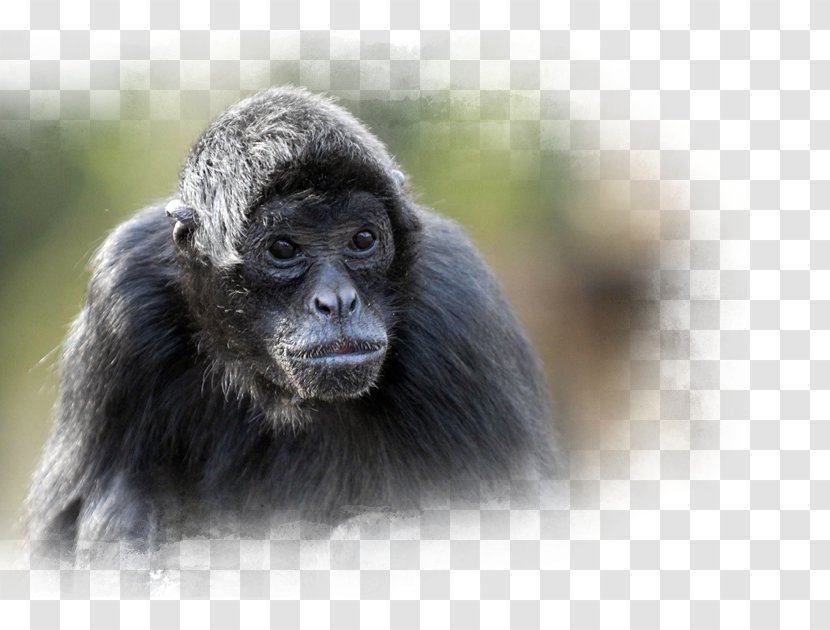 Common Chimpanzee Nortica Western Gorilla Arctic 1 Slingerapeneiland - Primate - Durango Wild Lands Transparent PNG