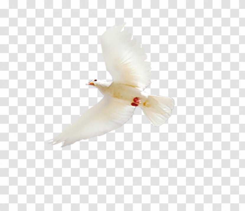 Bird White Columba - Wing - Flying Dove Transparent PNG