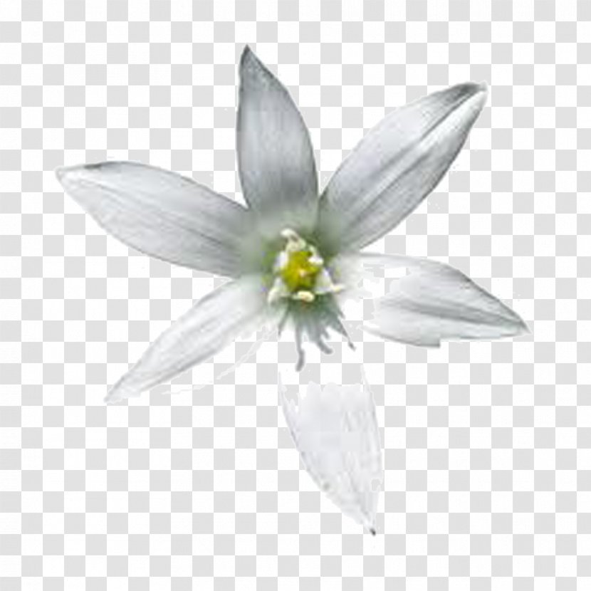 Flower Image Star Of Bethlehem - Plant - Ornithogalum Transparent PNG