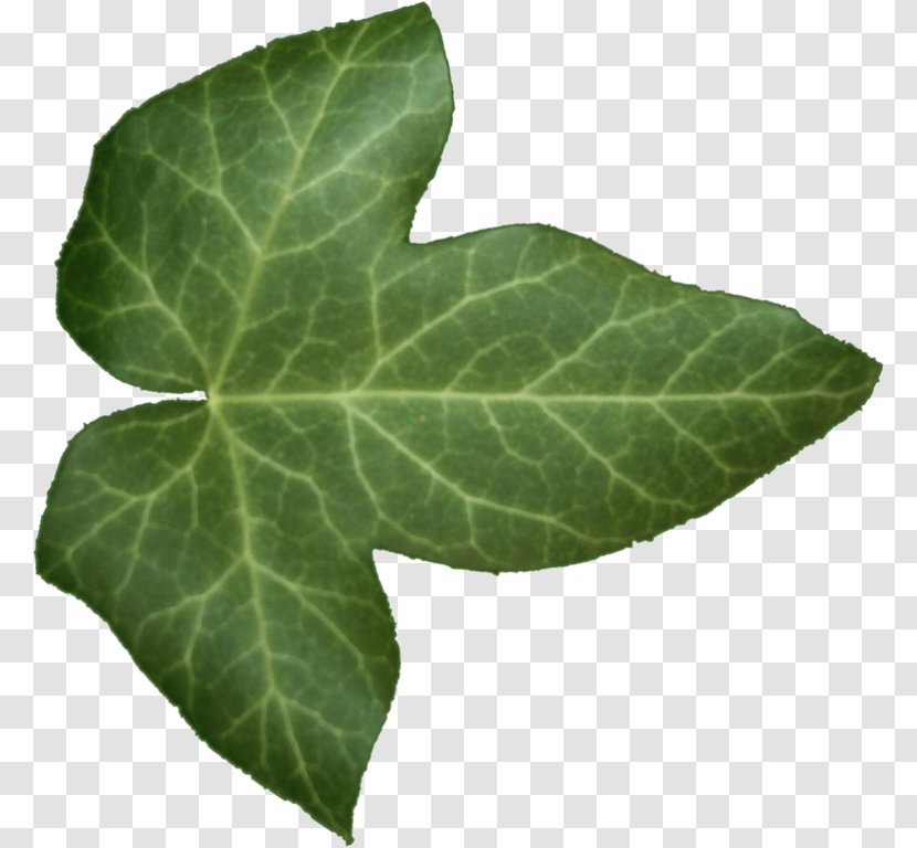 Common Ivy Leaf Alpha Compositing - Family Transparent PNG