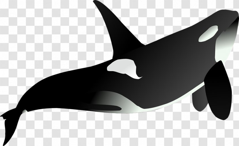 Tiger Shark Killer Whale Clip Art - Great White Transparent PNG