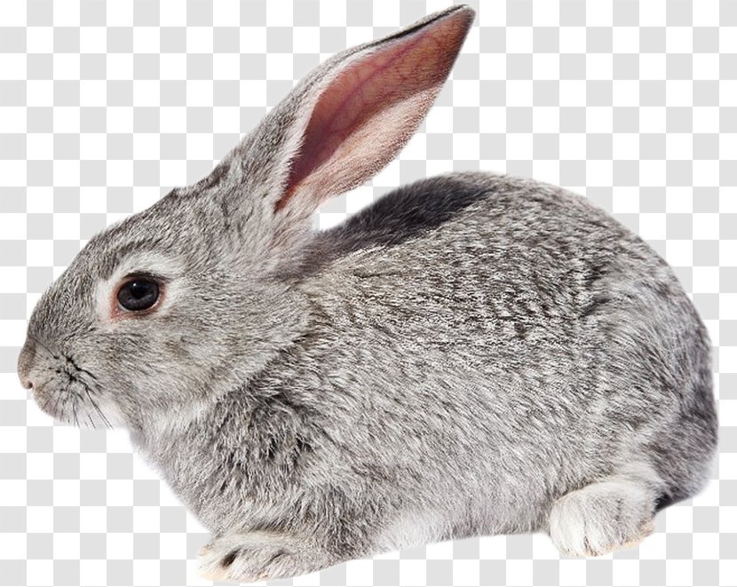 Domestic Rabbit European Hare Fur Transparent PNG