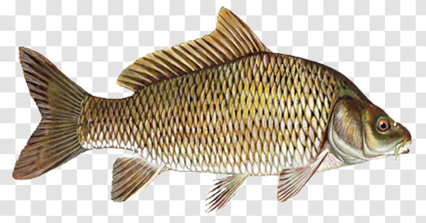 Mirror Carp Northern Pike Ray-finned Fishes Fishing - Crucian Carps - Fish Transparent PNG