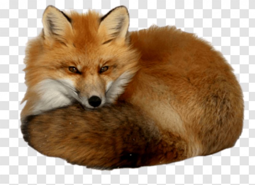 Red Fox Image - Kit Transparent PNG