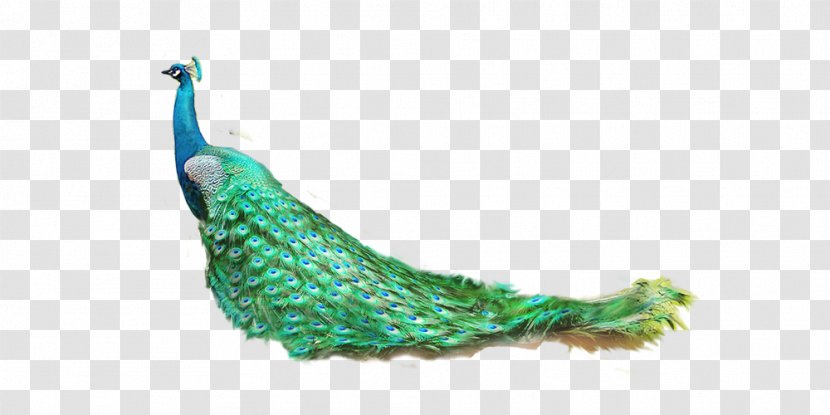 Lion Tiger Feather Peafowl - Peacock Transparent PNG
