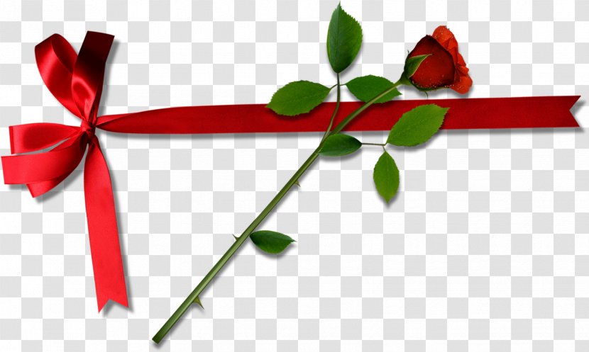 Beach Rose Computer File - Red - Bow And Roses Transparent PNG