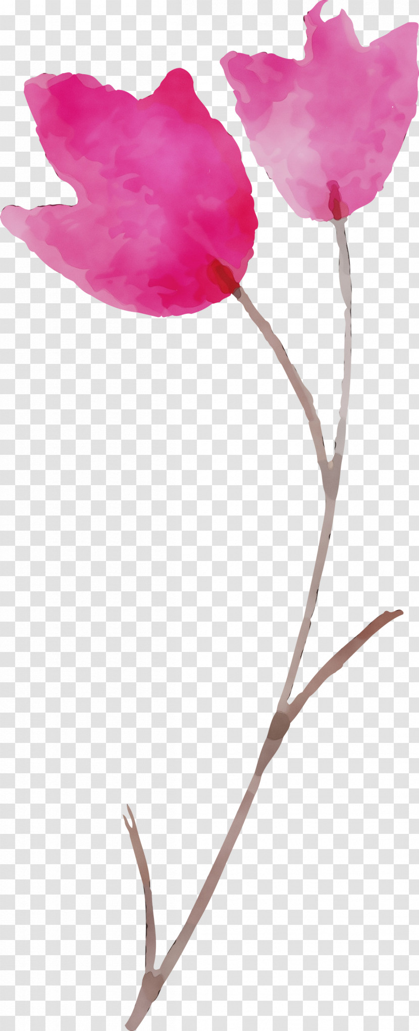 Rose Transparent PNG