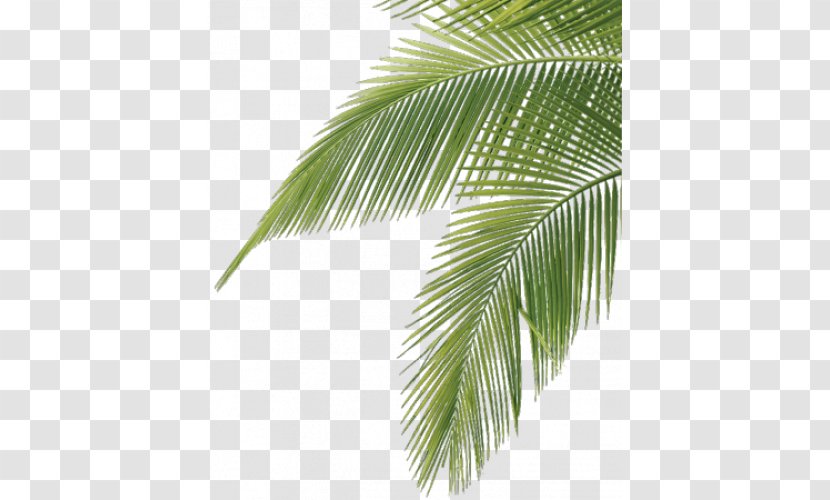 Arecaceae Frond Leaf Palm Branch Tree Transparent PNG