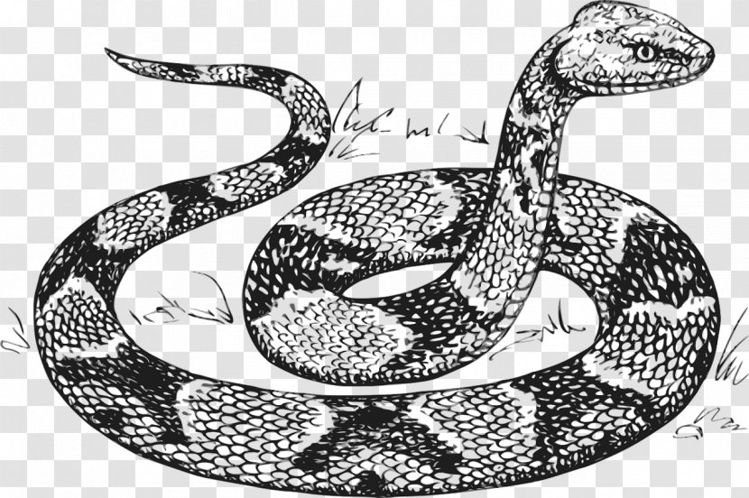 Snakes Drawing Line Art Vector Graphics Clip - Serpent - Outline Snake Transparent PNG