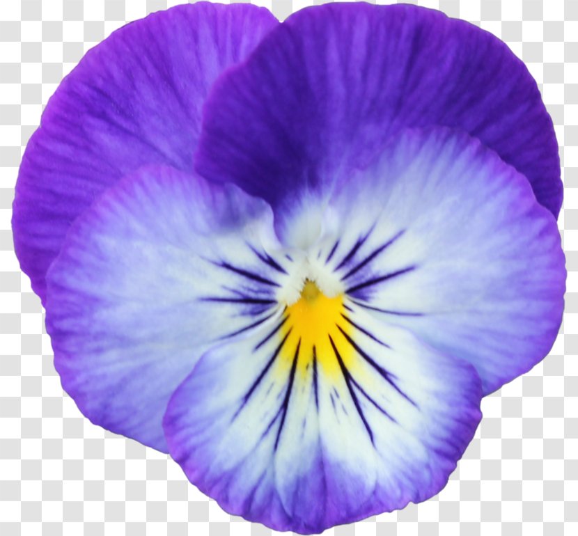 Pansy Violets Adobe Photoshop Image - Viola - Petal Transparent PNG