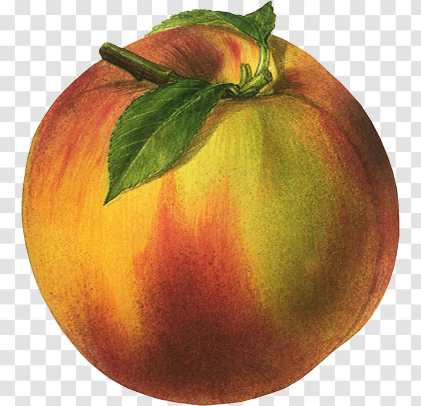 Peaches And Cream Fruit Clip Art - Peach - Dw Transparent PNG