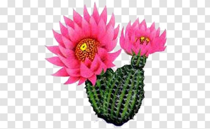 Cactus Flower Plants Clip Art Prickly Pear - Email Transparent PNG