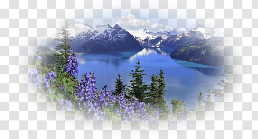 Mount Rainier Desktop Wallpaper Mountain Flowers - Landscape Mountains Transparent PNG