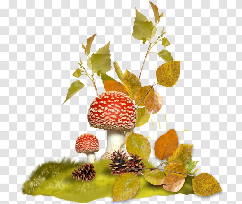 Fungus - Fruit - Tree Transparent PNG