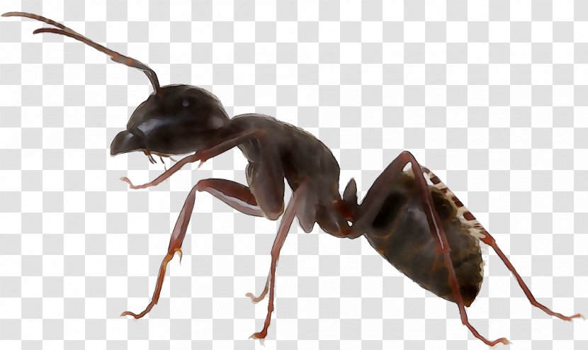 Woodstream Carpenter Ant & Termite Killer Aerosol Terro - Invertebrate Transparent PNG
