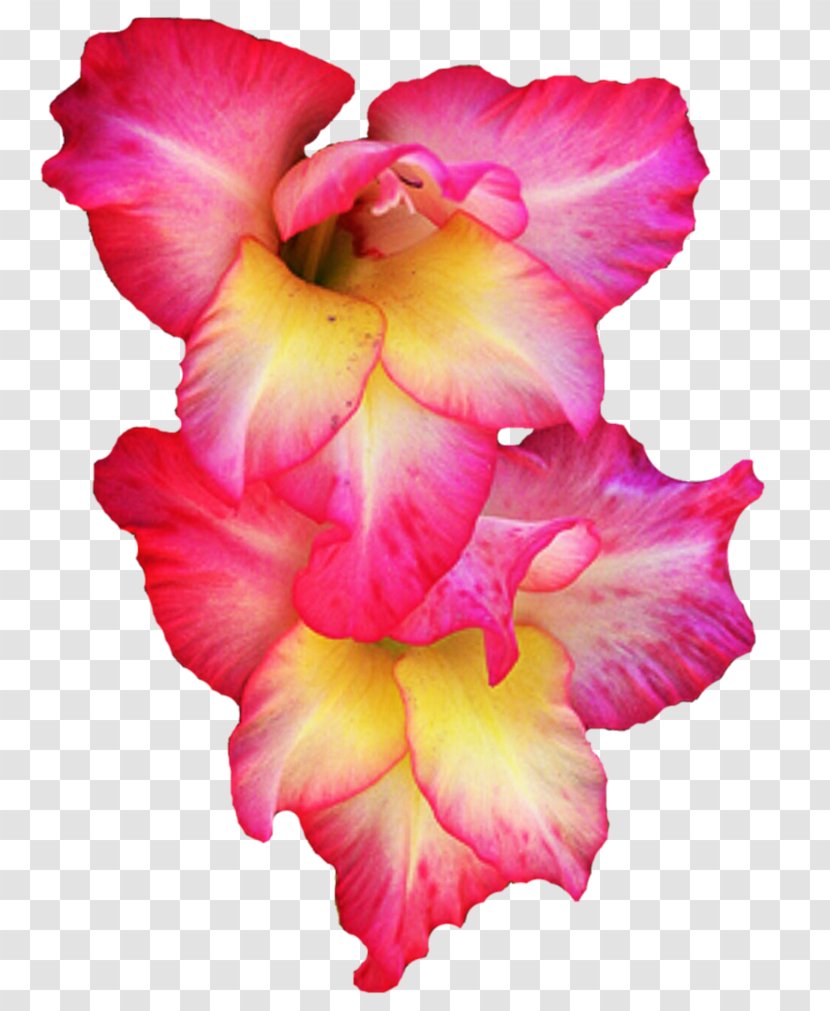 The Gladiolus Clip Art - Flower Garden Transparent PNG