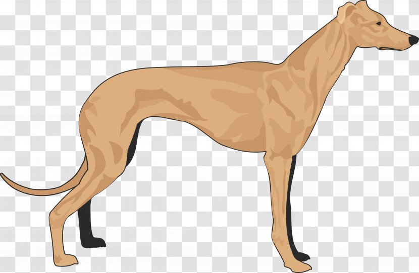 Italian Greyhound Dachshund Basset Hound Coat - Dogs Transparent PNG