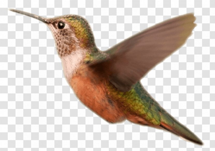 Hummingbird Image Clip Art - Bird Transparent PNG