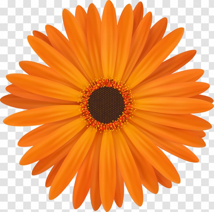 Icon Design Iconfinder - Shutterstock - Chrysanthemum Transparent PNG