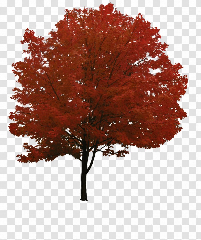 Red Maple Tree Clip Art - Architecture - Image Download Picture Transparent PNG