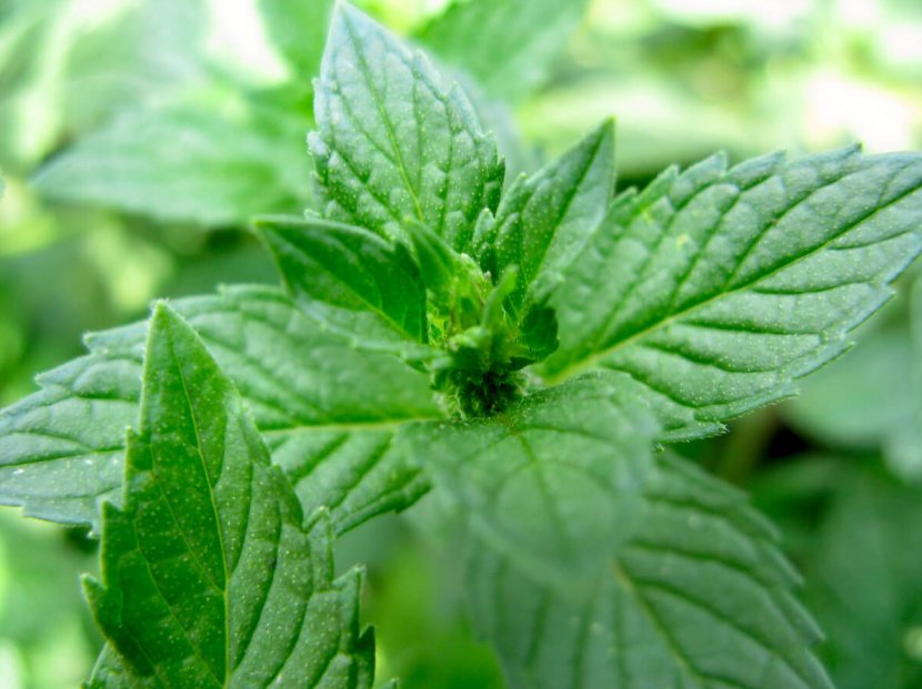 Chewing Gum Peppermint Mentha Spicata Herb Beefsteak Plant - Mint Sauce - Pepermint Transparent PNG