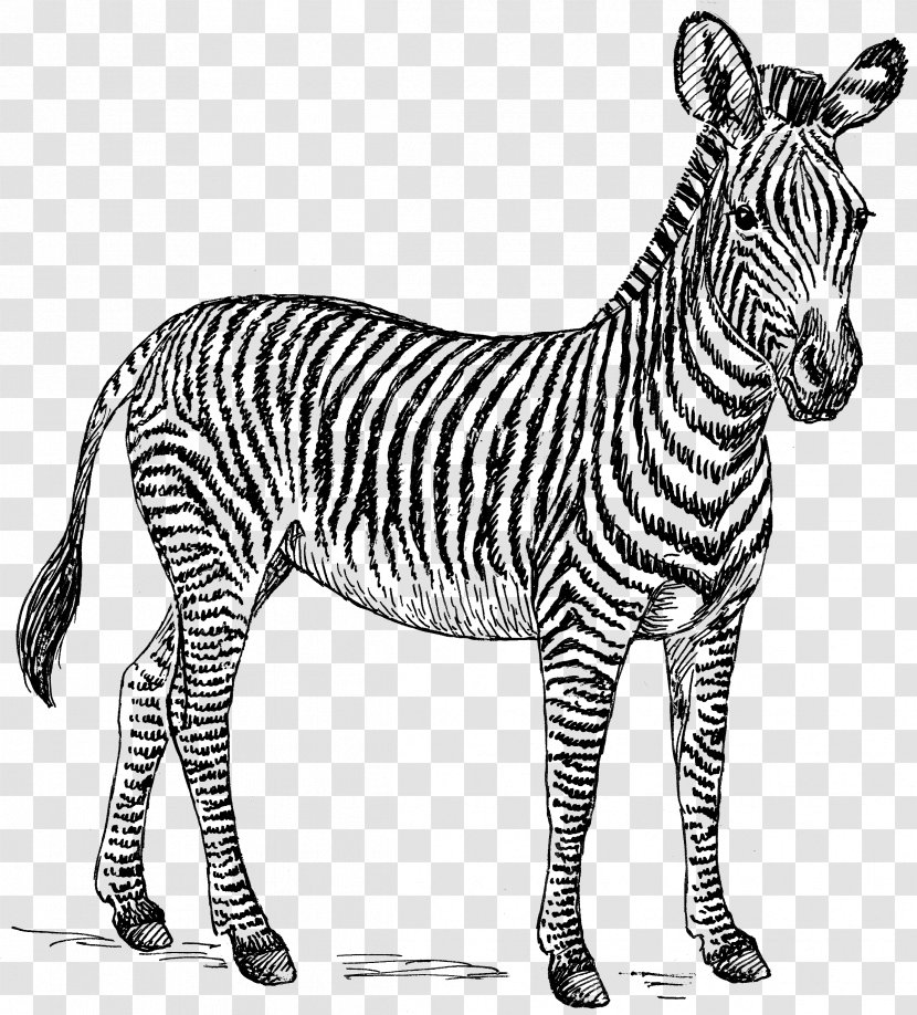 Zebra Drawing Zorse Clip Art - Neck Transparent PNG