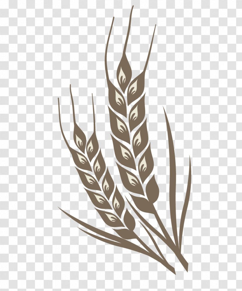 Rice Crop - Cartoon - Wheat Color Design Vector Material Transparent PNG