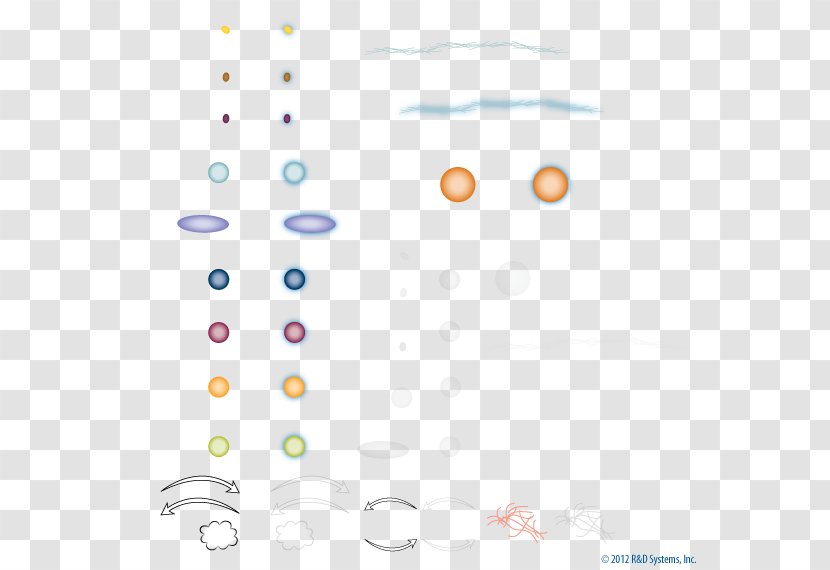 Coagulation Blood Fibrinolysis Thrombus - Biological Process - Pathway Transparent PNG