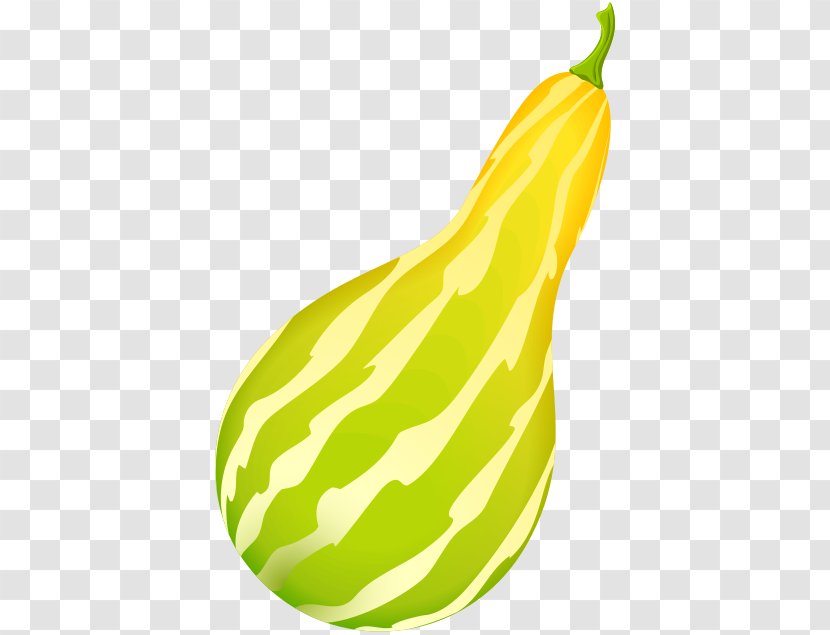 Gourd Winter Squash Pear Melon - Illustrated Flyer Transparent PNG