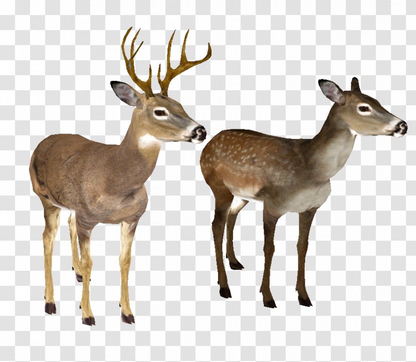 White-tailed Deer Clip Art - Mammal - Whitetail Head Transparent PNG