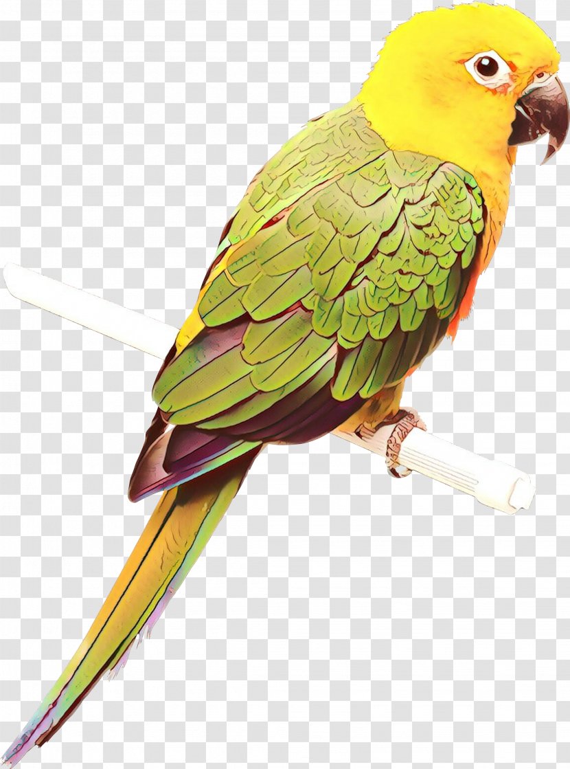 Lovebird Macaw Parakeet Loriini Beak - Pet Transparent PNG