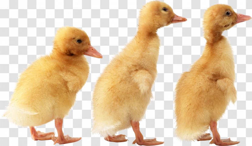 Duck American Pekin Bird - Ducks Geese And Swans - Image Transparent PNG